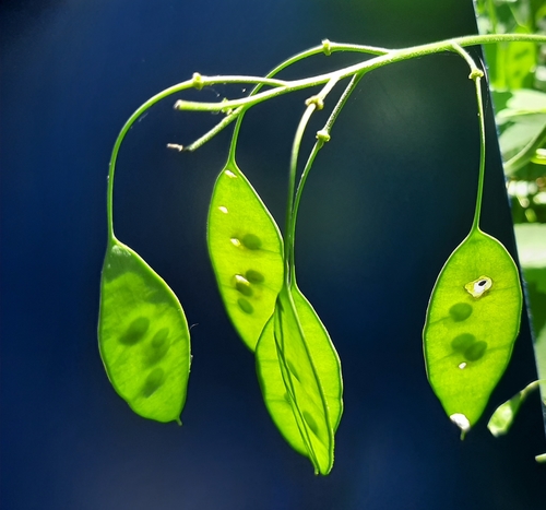 Lunaria rediviva (alternate view 5)