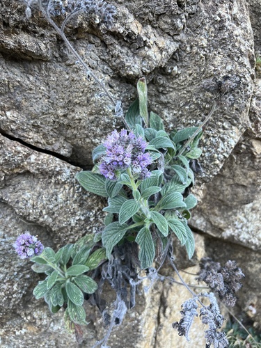 Phacelia californica (California phacelia) (alternate view 3)