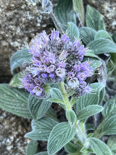 Phacelia californica (California phacelia) (alternate view 2)