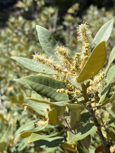 Chrysolepis sempervirens (bush chinquapin) (alternate view 5)