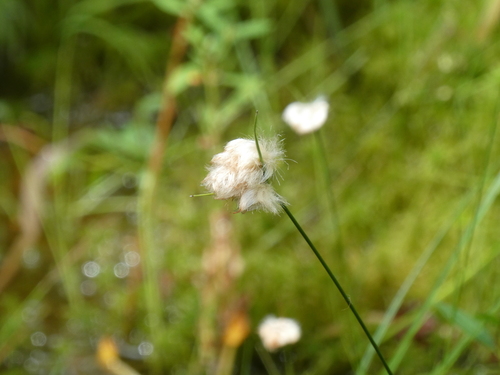 Eriophorum virginicum (tawny cottongrass) (alternate view 4)