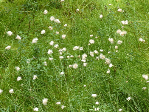 Eriophorum virginicum (tawny cottongrass) (alternate view 5)