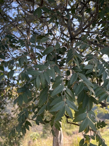Jagera pseudorhus (Fern Top) (alternate view 4)