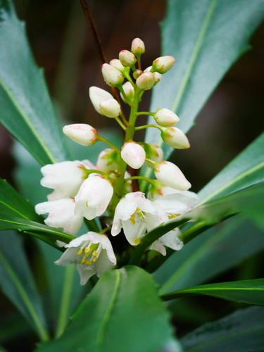 Anopterus glandulosus (Tasmanian laurel) (alternate view 3)