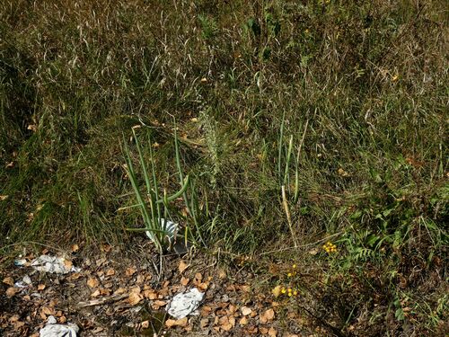 Allium fistulosum (Welsh Onion (Scallions)) (alternate view 4)