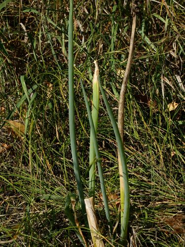 Allium fistulosum (Welsh Onion (Scallions)) (alternate view 3)