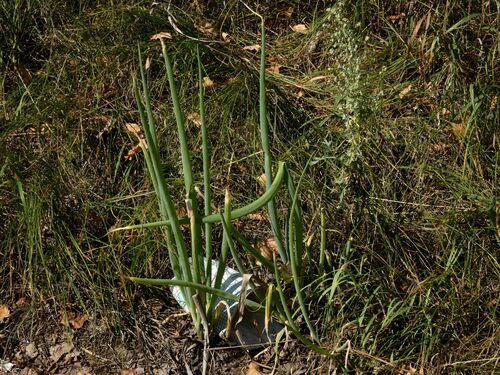 Allium fistulosum (Welsh Onion (Scallions)) (alternate view 5)