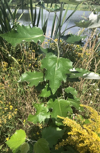 Populus × rouleauana (Rouleau's Poplar)
