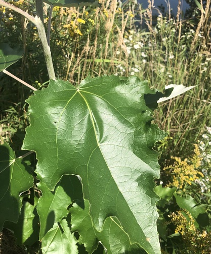 Populus × rouleauana (Rouleau's Poplar) (alternate view 2)