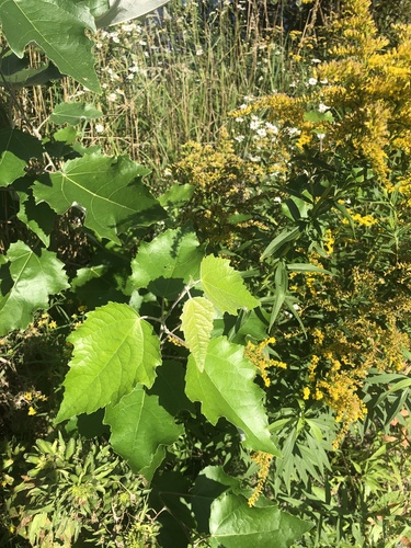 Populus × rouleauana (Rouleau's Poplar) (alternate view 3)
