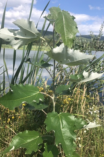 Populus × rouleauana (Rouleau's Poplar) (alternate view 4)