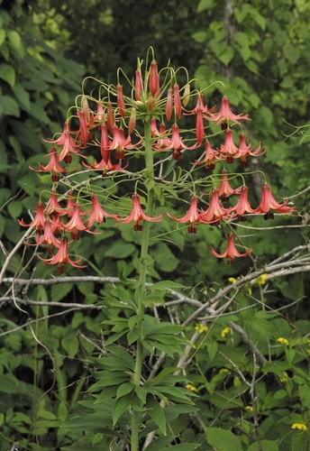 Lilium (true lilies) (alternate view 2)