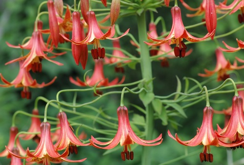 Lilium (true lilies) (alternate view 3)