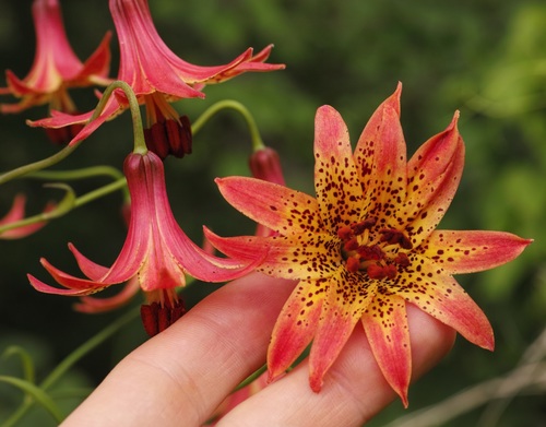 Lilium (true lilies) (alternate view 4)