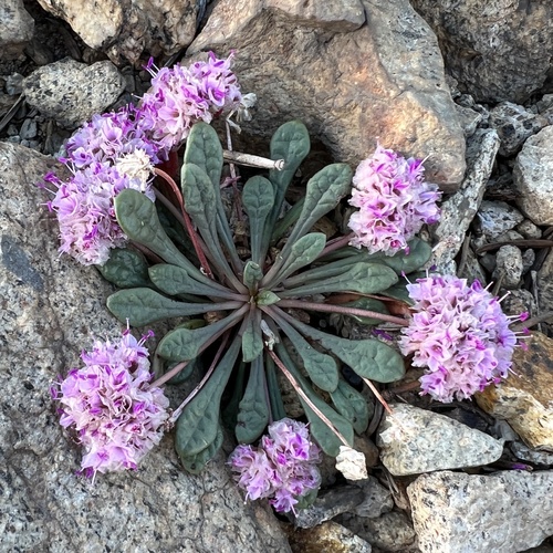 Calyptridium monospermum (One-seeded Pussypaws) (alternate view 2)
