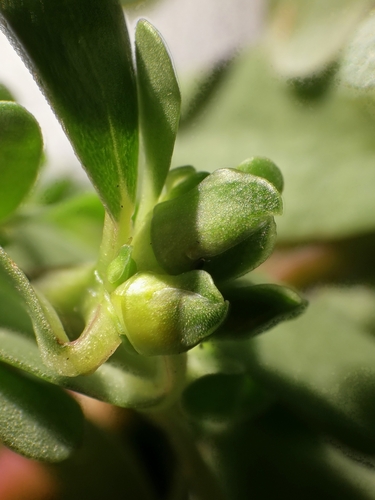Portulaca (purslanes) (alternate view 3)
