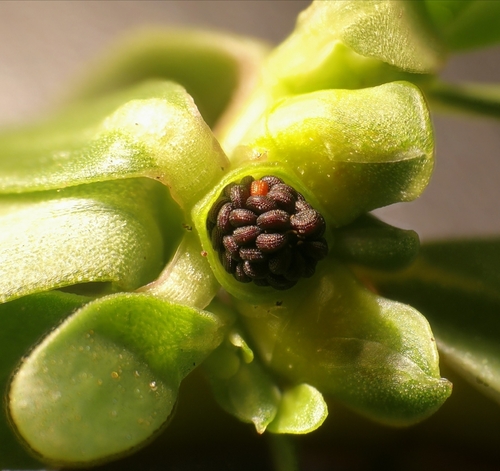 Portulaca (purslanes) (alternate view 4)