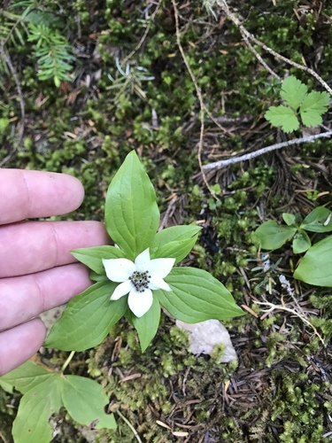 Cornus unalaschkensis (bunchberry) (alternate view 2)