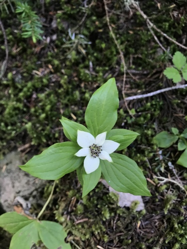 Cornus unalaschkensis (bunchberry)