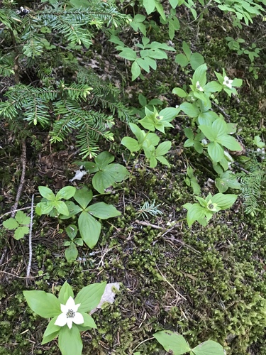 Cornus unalaschkensis (bunchberry) (alternate view 3)