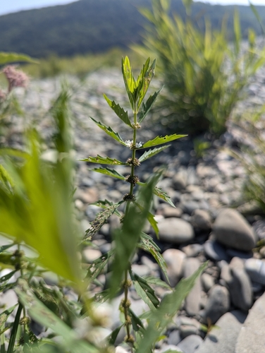 Lycopus americanus (American bugleweed)