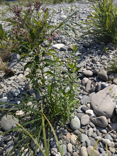 Lycopus americanus (American bugleweed) (alternate view 2)