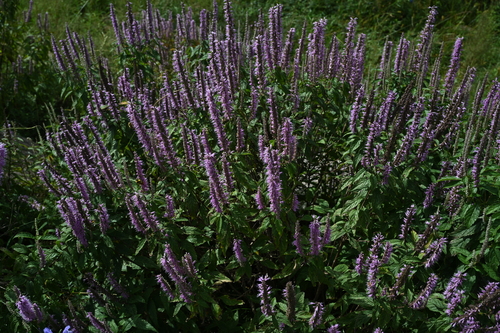 Elsholtzia stauntonii (alternate view 5)