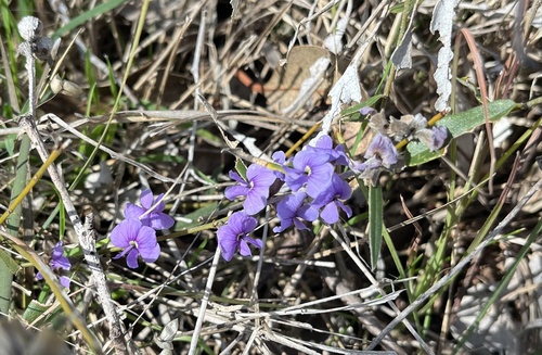 Hovea heterophylla (common hovea) (alternate view 6)