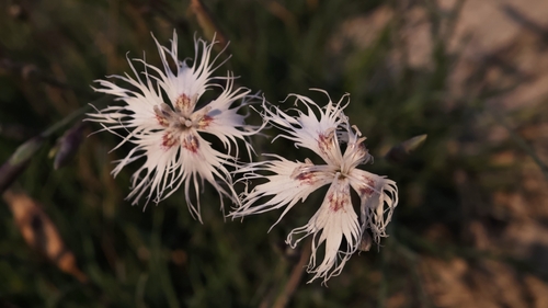 Dianthus arenarius (sand pink) (alternate view 4)