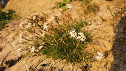 Dianthus arenarius (sand pink) (alternate view 5)