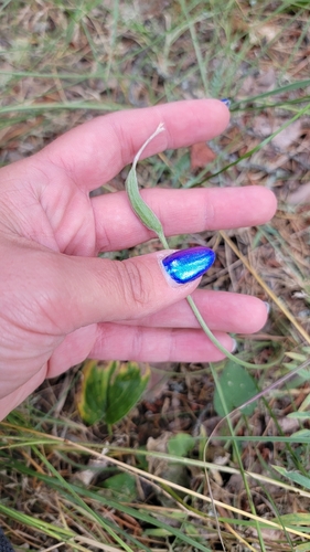 Oxytropis (Locoweed) (alternate view 6)