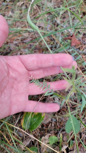 Oxytropis (Locoweed) (alternate view 7)