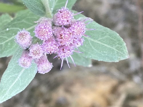 Pluchea baccharis (Rosy Camphorweed)