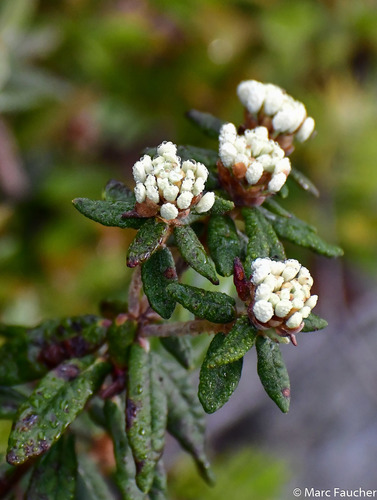 Rhododendron groenlandicum (Labrador Tea) (alternate view 3)