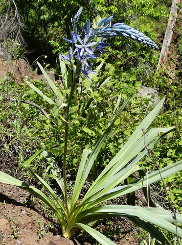 Camassia cusickii (Cusick's Camas) (alternate view 3)