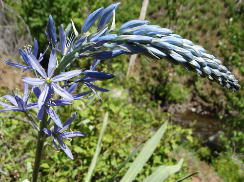 Camassia cusickii (Cusick's Camas) (alternate view 4)