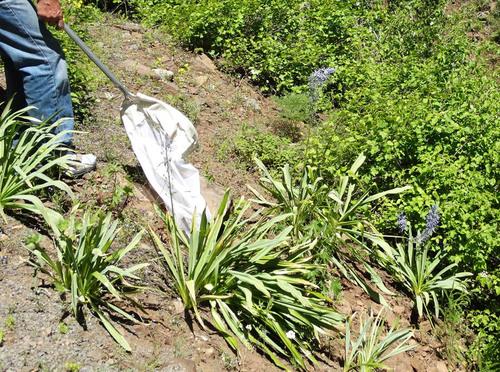Camassia cusickii (Cusick's Camas) (alternate view 5)