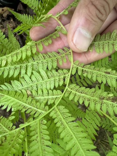 Athyrium angustum (northern lady fern)