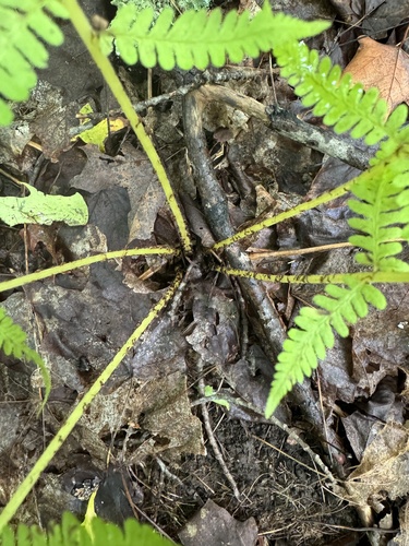 Athyrium angustum (northern lady fern)