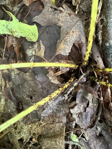 Athyrium angustum (northern lady fern)