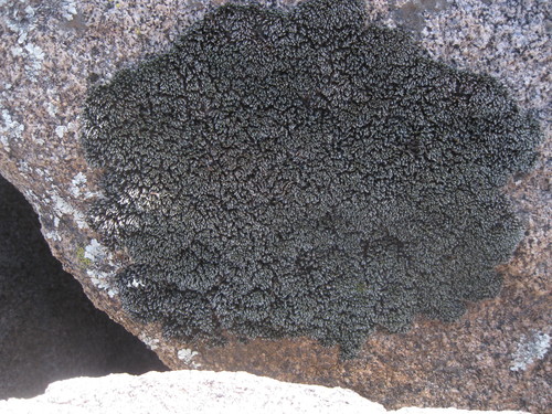 Grimmia laevigata (Grimmia Dry Rock Moss) (alternate view 2)