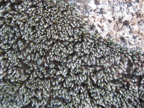 Grimmia laevigata (Grimmia Dry Rock Moss) (alternate view 3)