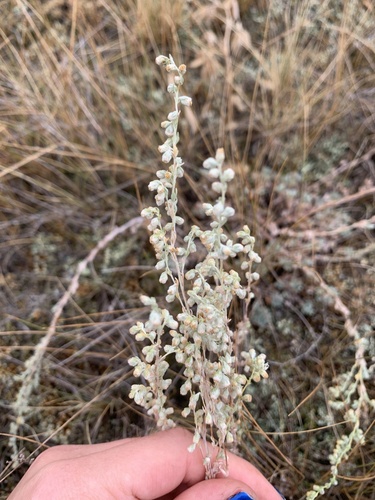 Artemisia frigida (fringed sagebrush) (alternate view 7)