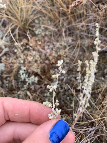 Artemisia frigida (fringed sagebrush) (alternate view 8)