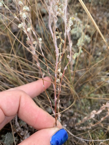 Artemisia frigida (fringed sagebrush) (alternate view 9)