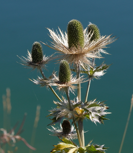 Eryngium alpinum (Alpine Sea Holly)