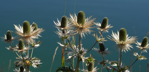 Eryngium alpinum (Alpine Sea Holly) (alternate view 2)