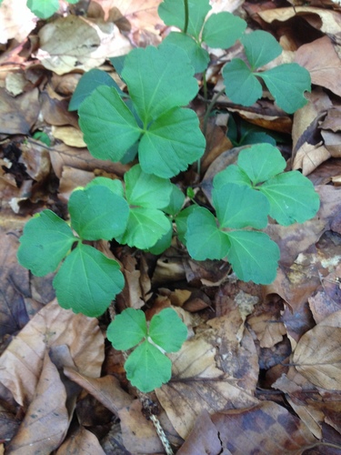 Cardamine trifolia (toothwort) (alternate view 5)