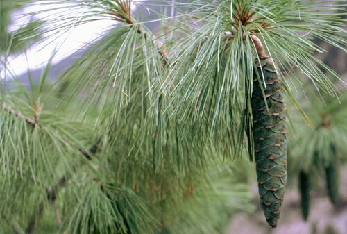 Pinus wallichiana (Himalayan Pine) (alternate view 10)