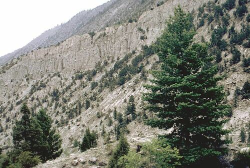 Pinus wallichiana (Himalayan Pine) (alternate view 9)